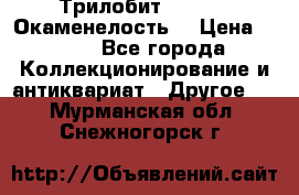 Трилобит Asaphus. Окаменелость. › Цена ­ 300 - Все города Коллекционирование и антиквариат » Другое   . Мурманская обл.,Снежногорск г.